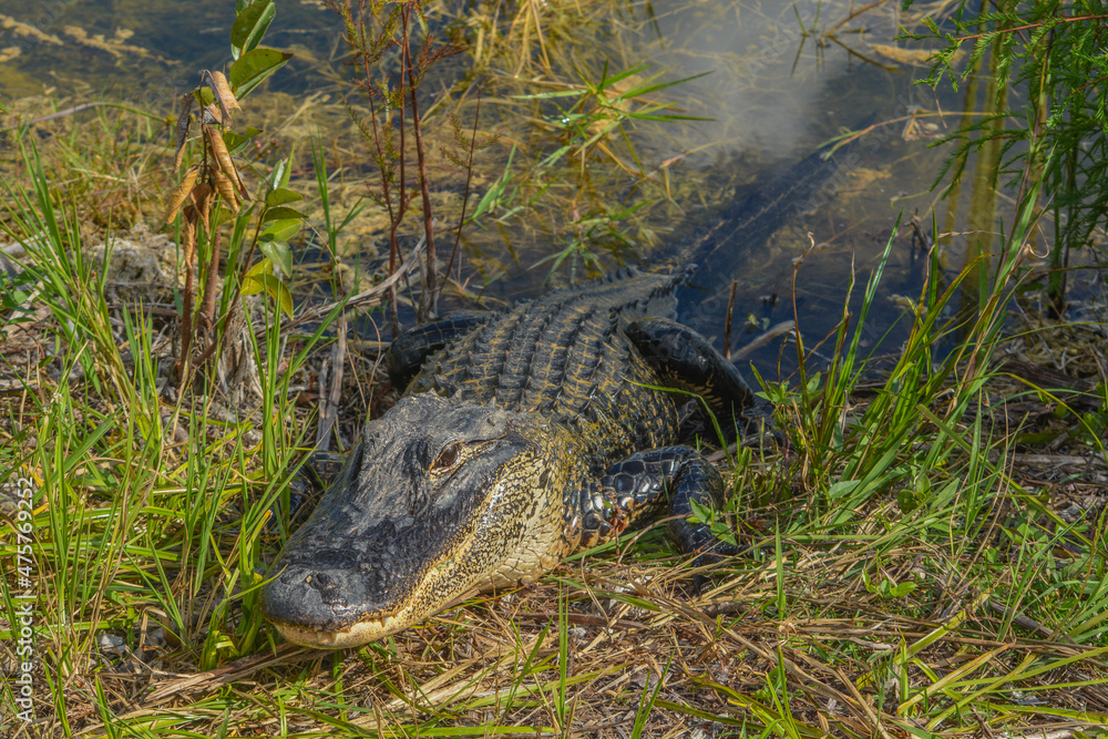 This American Alligator is at Burns Lake Campground in Big Cypress National Preserve, Ochopee, Florida This American Alligator is at Burns Lake Campground in Big Cypress National Preserve, Ochopee, Florida