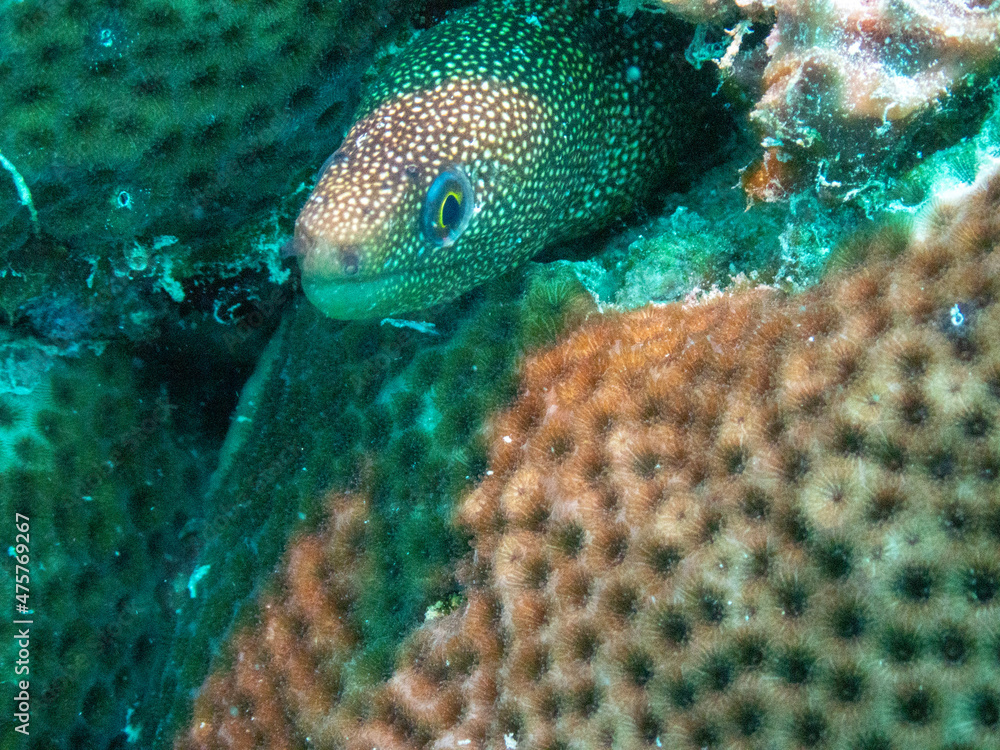 Fototapeta premium Moray Eel