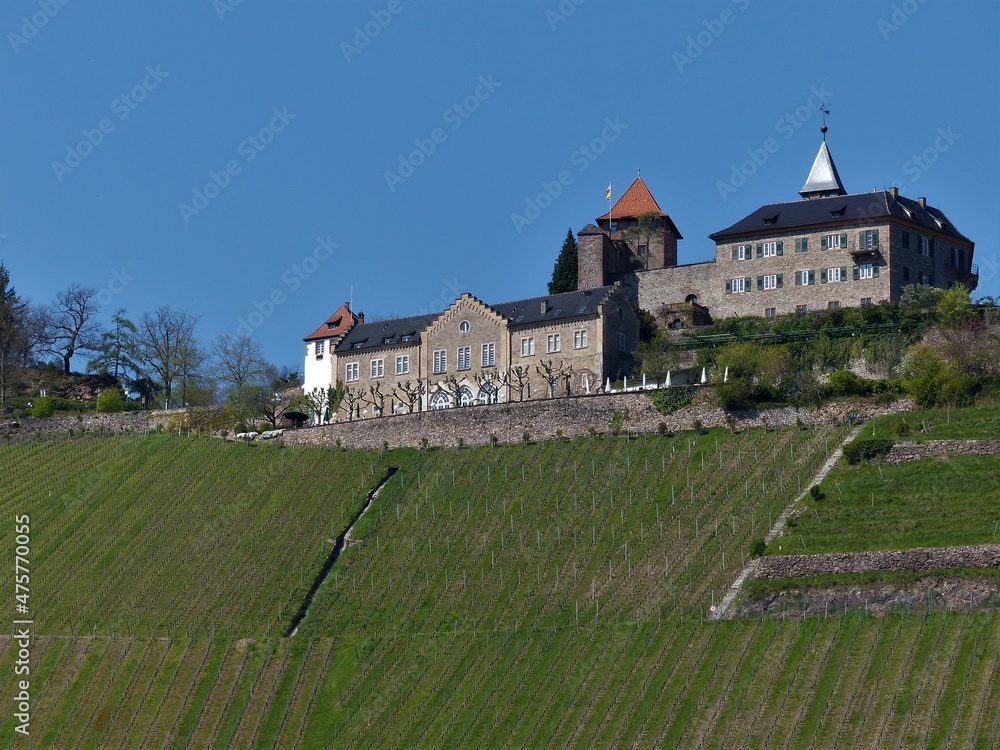 Weinberge mit Schloss Eberstein in Gernsbach / Schwarzwald