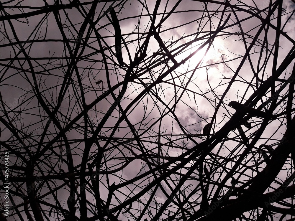 Tangle of Branches over the Cloudy Sky Tangle of Branches over the Cloudy Sky