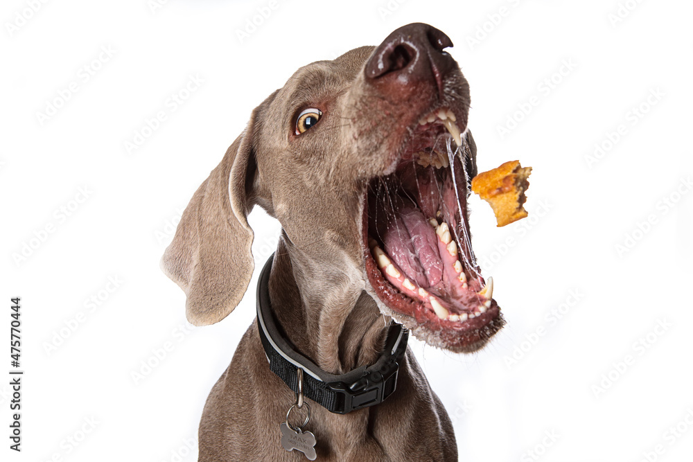 Ταπετσαρία Closeup shot of a funny dog catching treats isolated on a white background