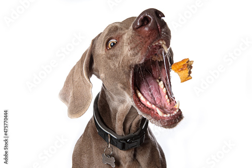 Closeup shot of a funny dog catching treats isolated on a white background
