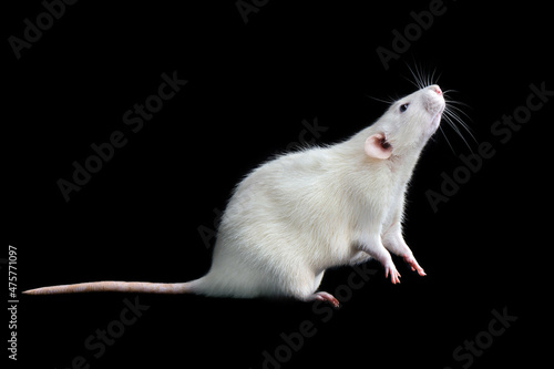 Valokuvatapetti White rat begging on hind legs against black background