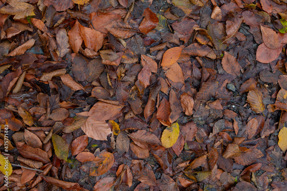 Muddy soil covered with colorful autumn leaves after rain. Dry leaves covered with wet soil Is decomposed into organic fertilizer .