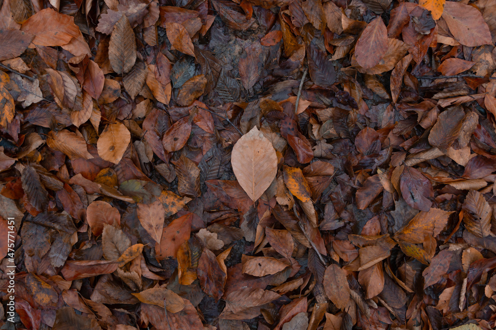 Muddy soil covered with colorful autumn leaves after rain. Dry leaves covered with wet soil Is decomposed into organic fertilizer . Muddy soil covered with colorful autumn leaves after rain. Dry leaves covered with wet soil Is decomposed into organic fertilizer .