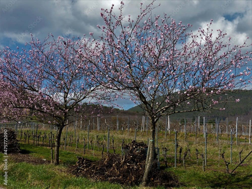 Blühende Mandelbäume mit alten Weinreben auf Stapel und Weinbergen in der Pfalz