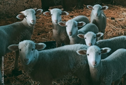 Fototapeta herd of sheep, 7 dwarfs