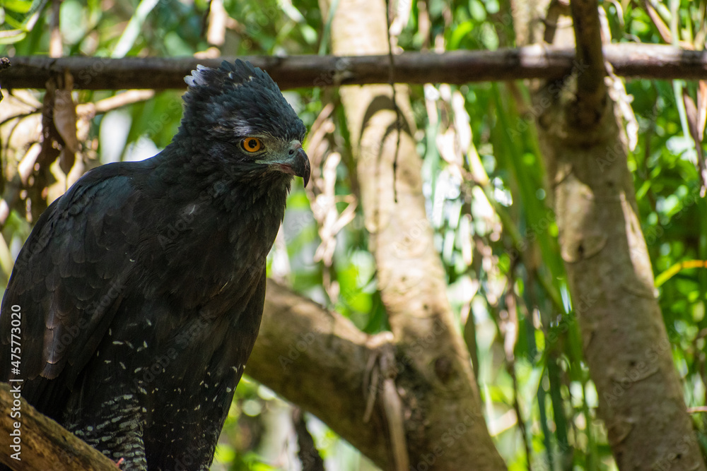 Spizaetus tyrannus, aguila iguanera situada en un tronco de un arbol en tranquilidad Spizaetus tyrannus, aguila iguanera situada en un tronco de un arbol en tranquilidad