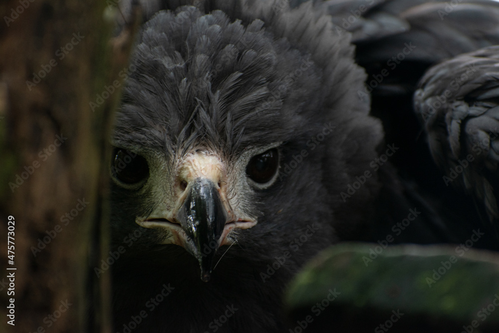 Fototapeta premium Buteogallus solitarius, aguila solitaria lista para emprender su vuelo y cazar 