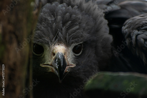 Buteogallus solitarius, aguila solitaria lista para emprender su vuelo y cazar  photo