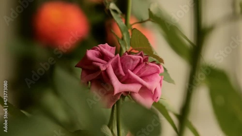 rose in the garden