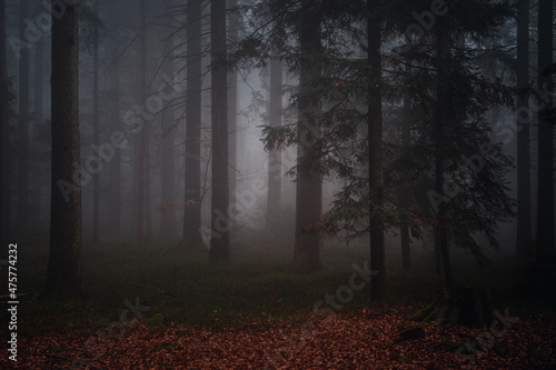 Foto Landscape view of the Bavarian forest in the evening