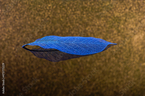 Leaf skeleton