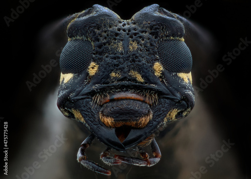 Fotografi Head of a longhorn beetle