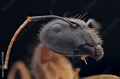 close up of an ant
