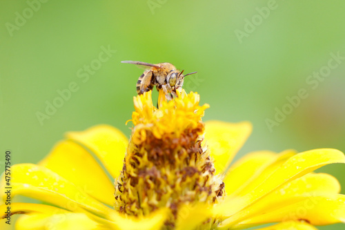 bee on yellow flower