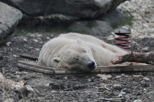 Closeup shot of a sleeping Polar Bear in a zoo photo