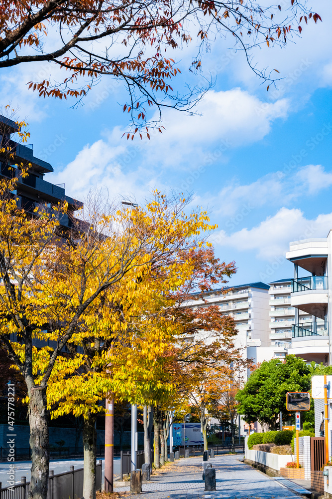 Naklejka premium 街中に紅葉のある風景