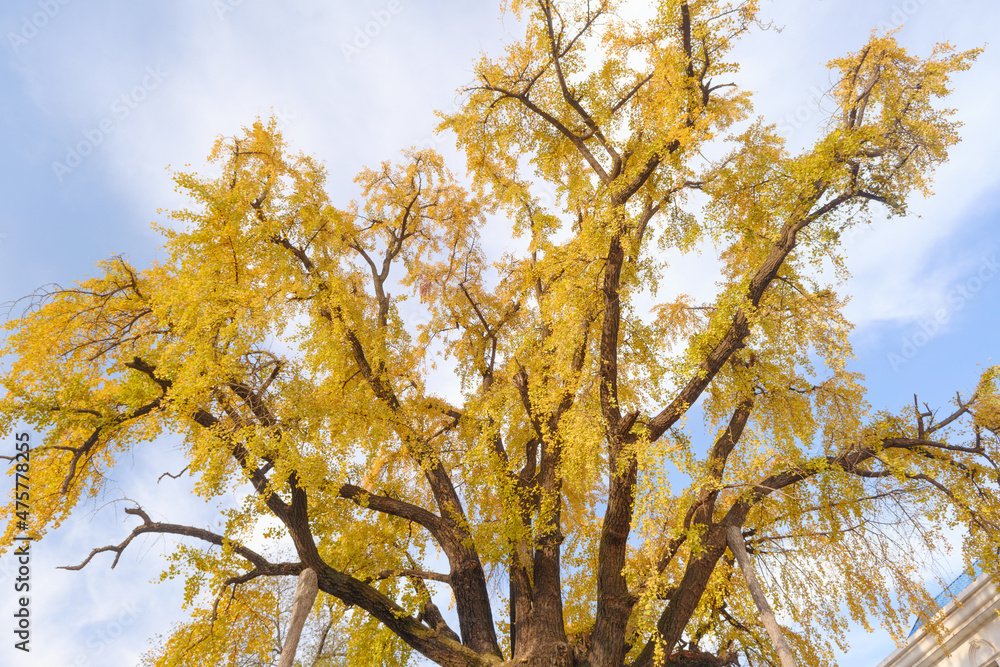 Fototapeta premium Autumn landscape of Hanyang tree park in Wuhan, Hubei