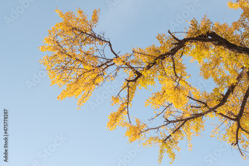 Autumn landscape of Hanyang tree park in Wuhan, Hubei