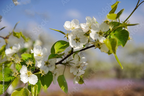 The pear trees on the hillside are full of white pear flowers