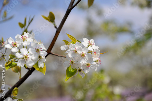 The pear trees on the hillside are full of white pear flowers