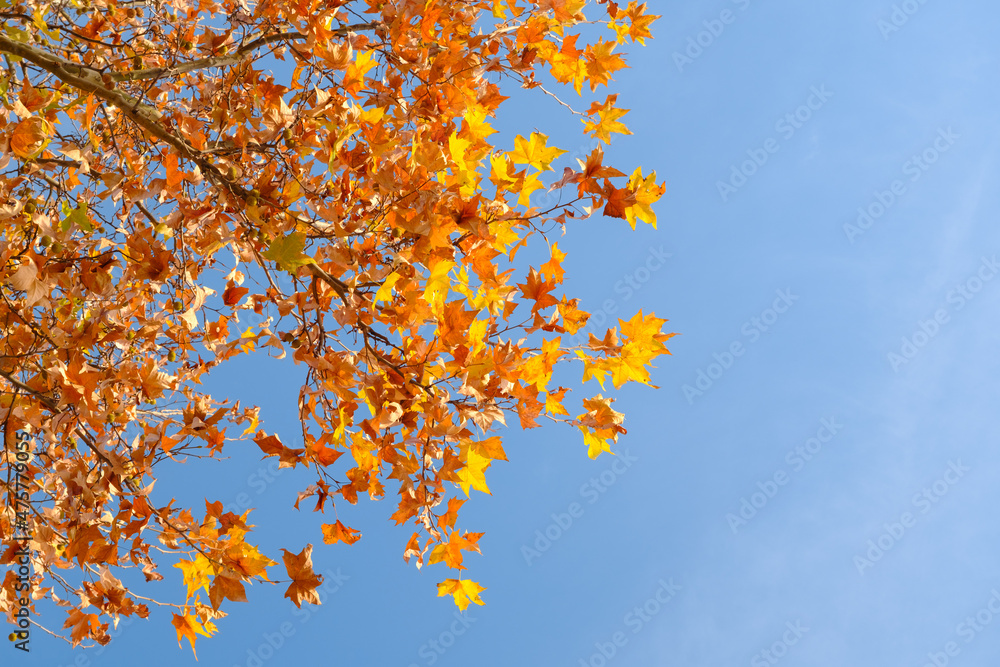 Hubei Wuhan East Lake Scenic Area Late Autumn Scenery Hubei Wuhan East Lake Scenic Area Late Autumn Scenery