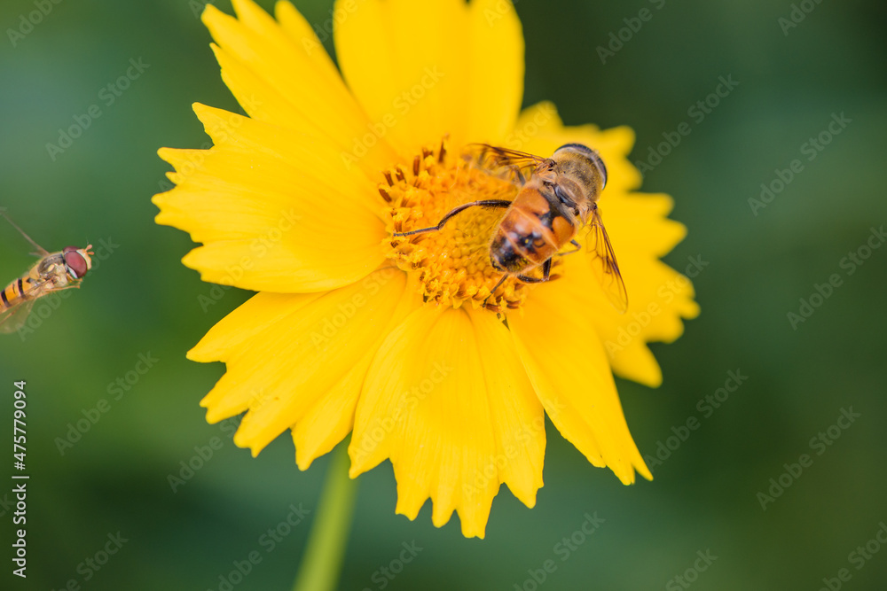 Aphid flies and bees forage for honey on flowers Aphid flies and bees forage for honey on flowers