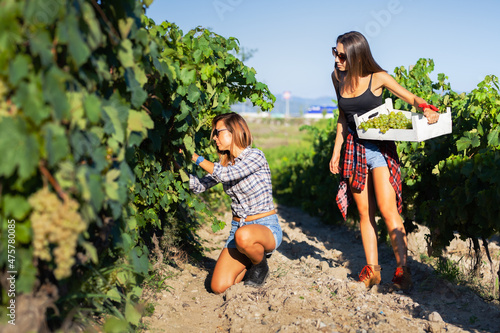 Two girls picking up grapes in a white wooden crate. Harvest season at a vineyard field. Rural tourism concept