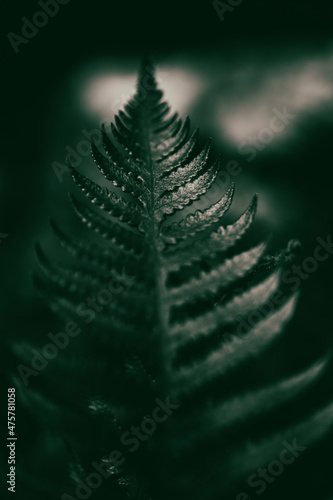 fern leaf