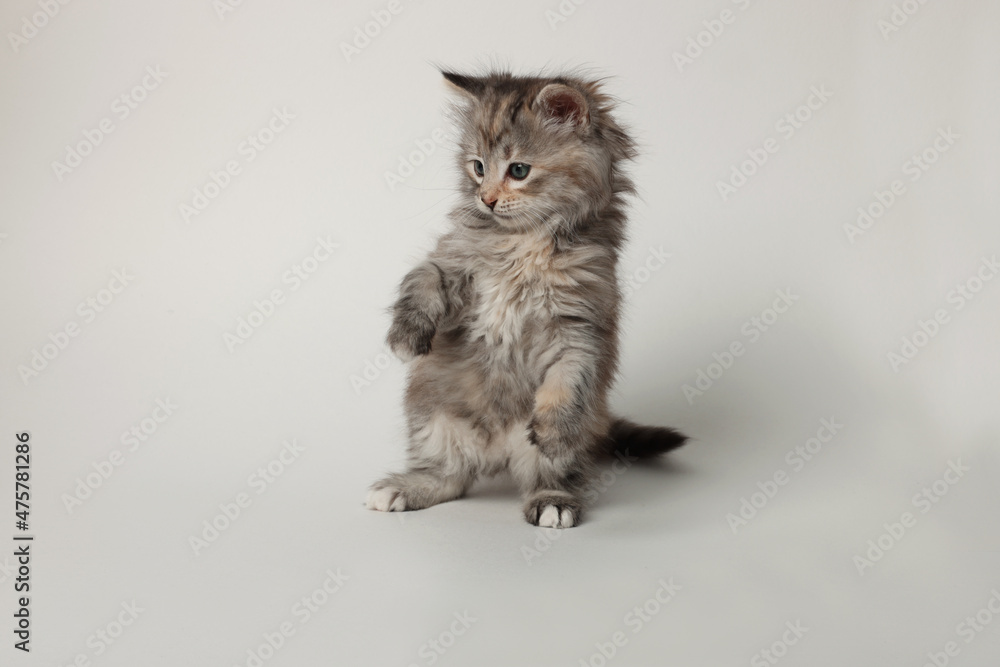 Beautiful kitten on light background. Cute pet