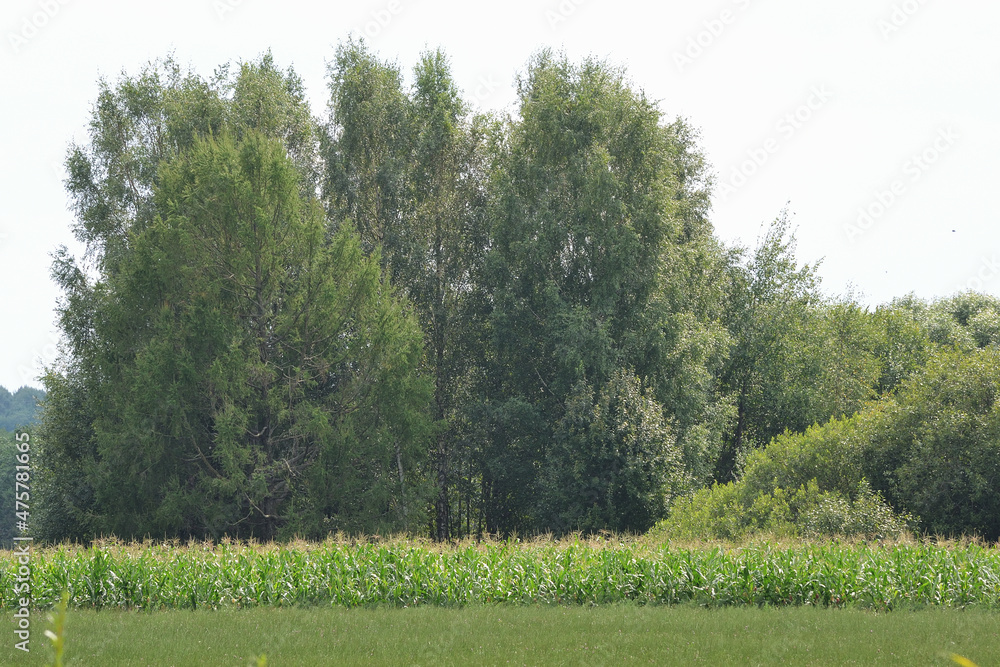 Fototapeta premium Freshly mowed meadow with rows of hay. Agricultural summer landscape