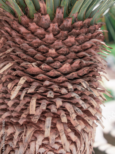 close up of a pine cone