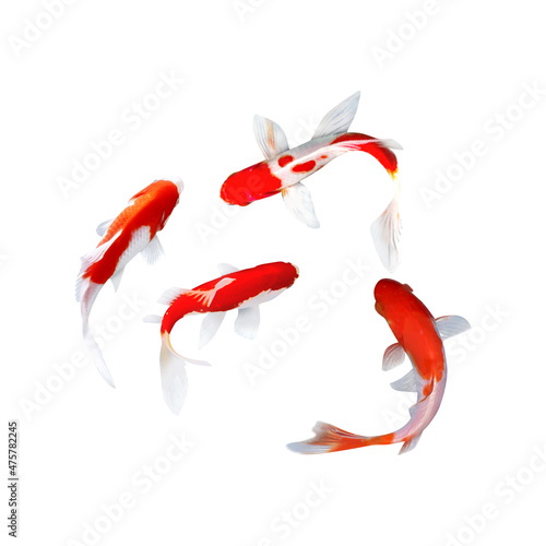 Two Beautiful Koi Fish Swimming in Clear Water