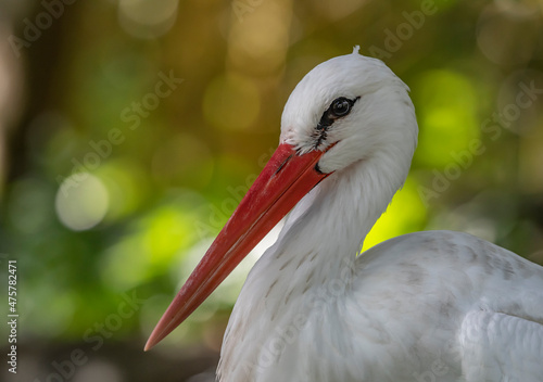 Εκτύπωση καμβά white stork ciconia