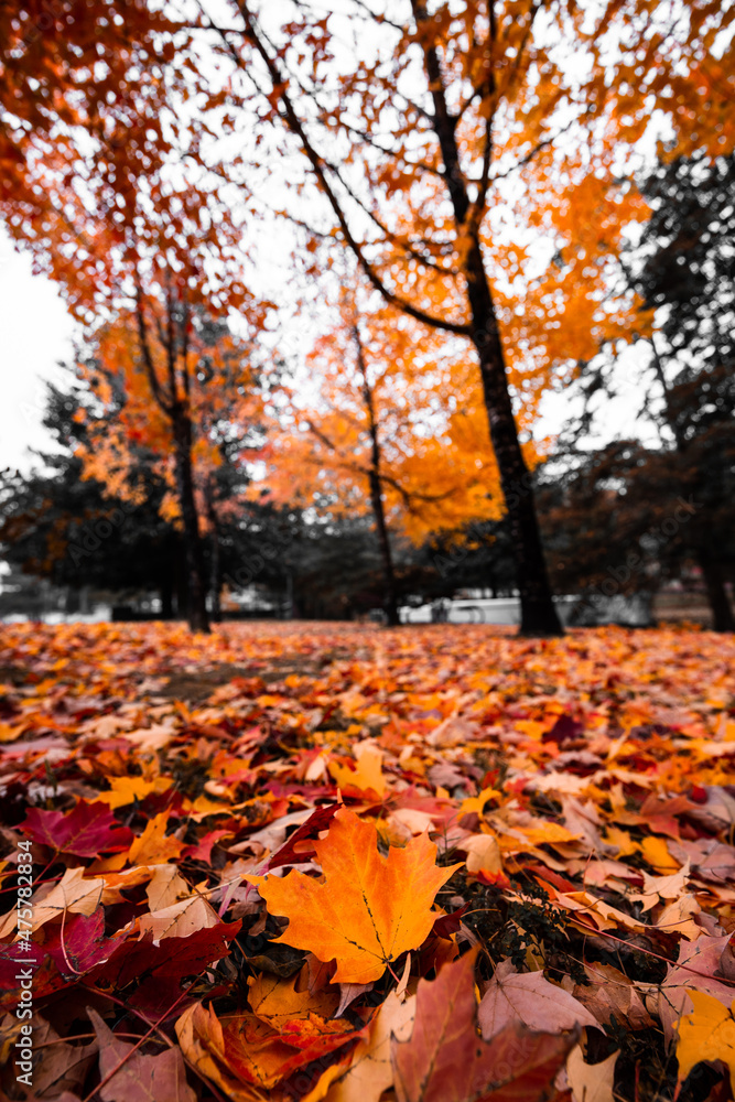 autumn in the park autumn in the park
