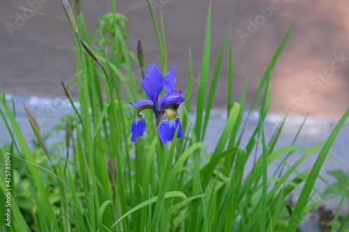 Blue Siberian iris flower closeup on green foliage background