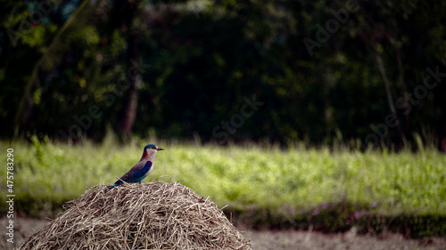 Roller on haystack