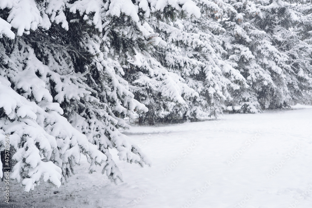 Snow Covered Firs, Selective Focus Snow Covered Firs, Selective Focus