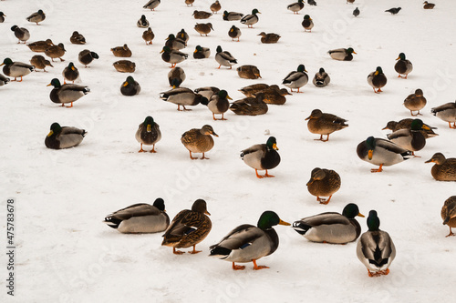 wild ducks on the shore of the frozen pond in the snow