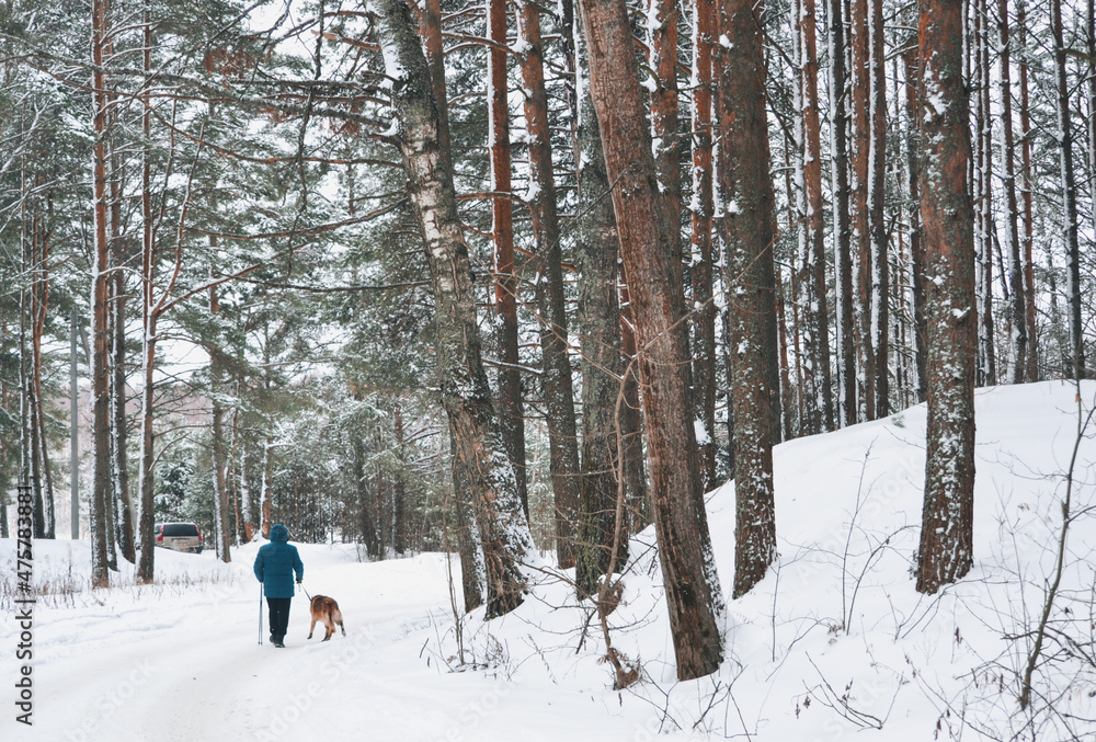 Man with dog on a leash walking on snowy pine forest in winter Man with dog on a leash walking on snowy pine forest in winter