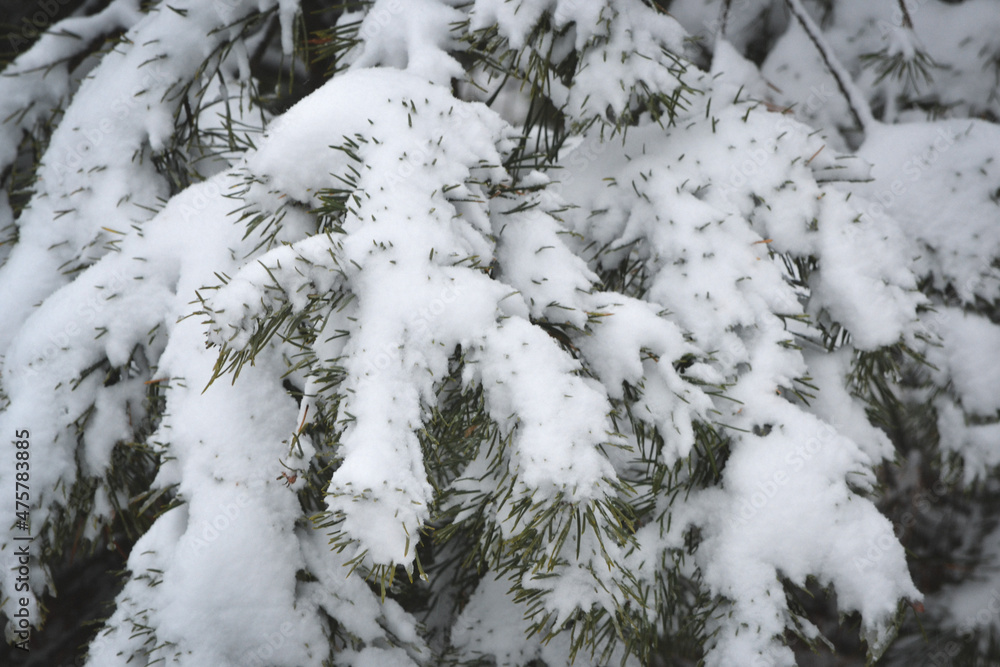 Winter. Beautiful green spruce. Branches ate in the snow. White fluffy snow on spruce branches. Winter. Beautiful green spruce. Branches ate in the snow. White fluffy snow on spruce branches.