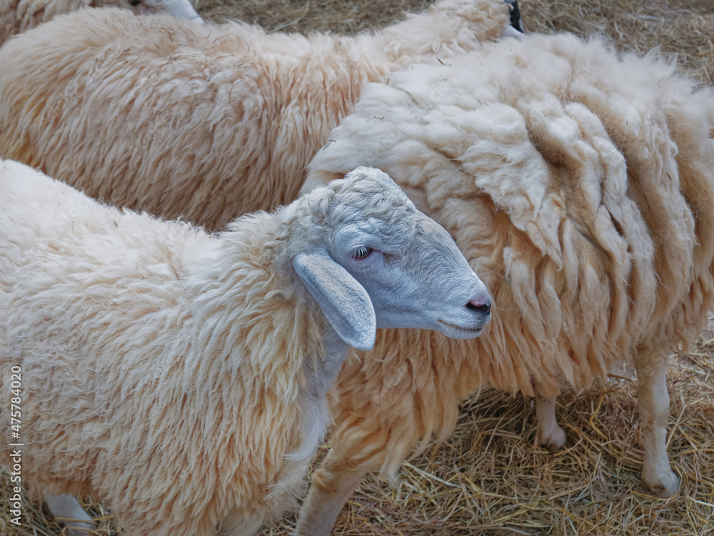 Naklejka premium Close-up Face of a Sheep in the Herd