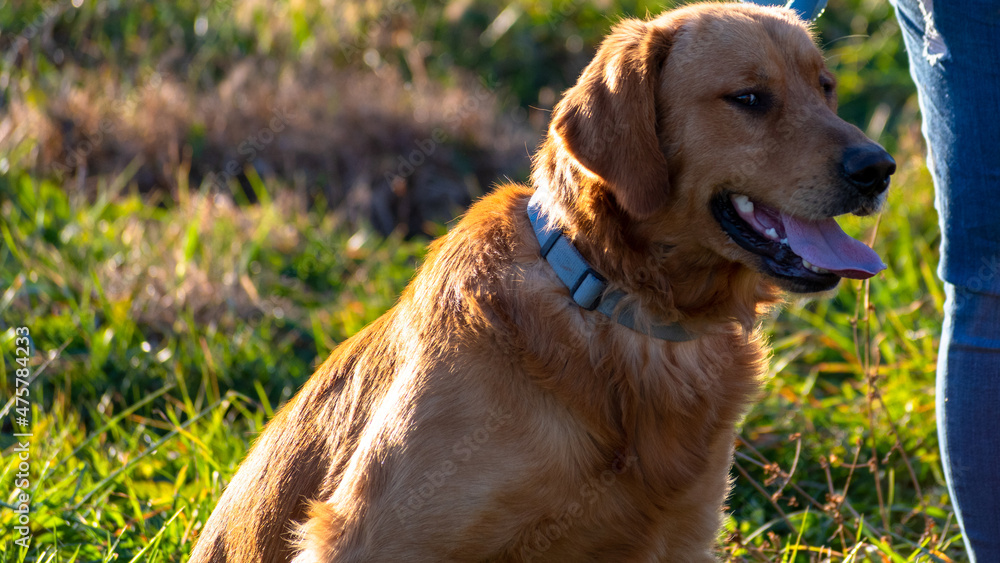 Obraz premium Golden Retriever being a good boy