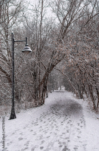 Photography A snowy path leads through the woods in Colonel Samuel Smith Park in Etobicoke (Toronto), Ontario