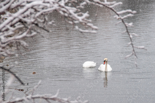 Photography A pair of swans goes for a leisurely swim in a lake during a winter snow storm at Colonel Samuel Smith Park in Etobicoke (Toronto), Ontario