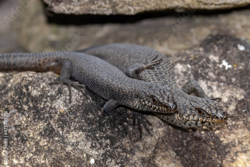 Black Rock Skinks basking outside their rock crevice home