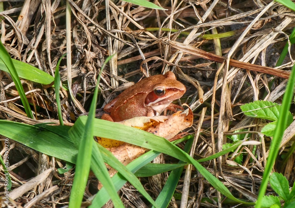 Fototapeta premium frog in the pond