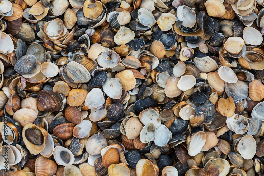 Sea shells seashells close-up on a beach. Sea shells seashells close-up on a beach.