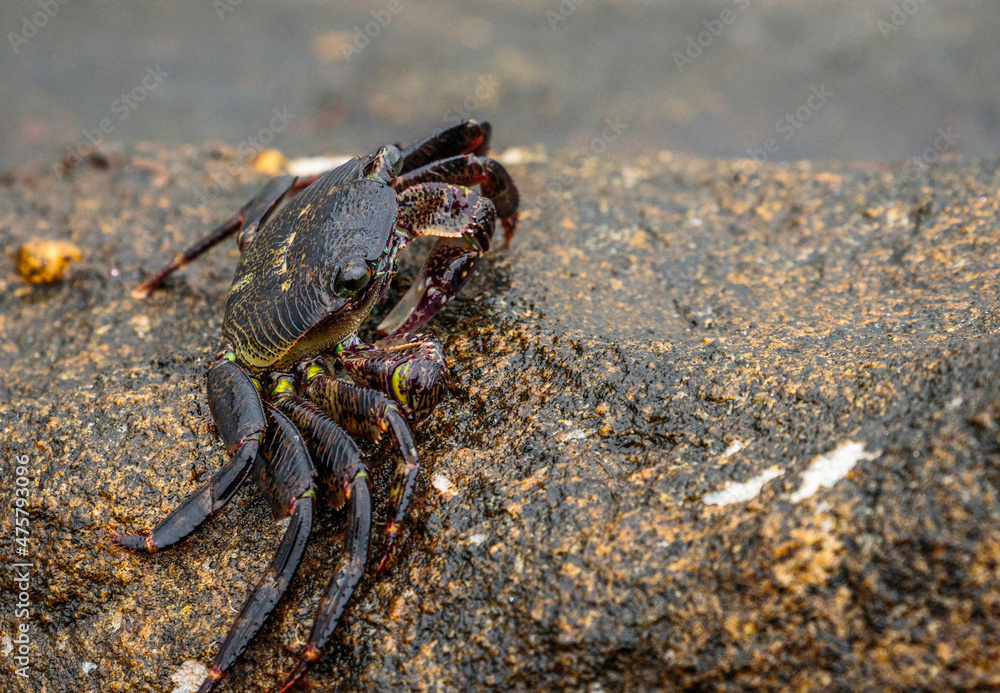 Purple Swift-footed Shore Crab, Huskisson, NSW, December 2021 Purple Swift-footed Shore Crab, Huskisson, NSW, December 2021